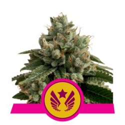 Nasiona marihuany Legendary OG Punch od Royal Queen Seeds w seedfarm.pl