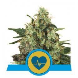 Nasiona marihuany Medical Mass od Royal Queen Seeds w seedfarm.pl