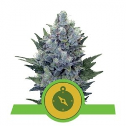 Nasiona marihuany Northern Light Auto od Royal Queen Seeds w seedfarm.pl