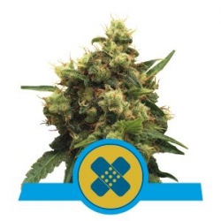 Nasiona marihuany Painkiller XL od Royal Queen Seeds w seedfarm.pl