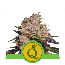 Nasiona marihuany Purple Queen Auto od Royal Queen Seeds w seedfarm.pl