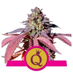 Nasiona marihuany Purple Queen od Royal Queen Seeds w seedfarm.pl