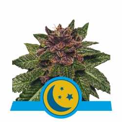 Nasiona marihuany Purplematic CBD Auto od Royal Queen Seeds w seedfarm.pl
