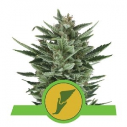 Nasiona marihuany Quick One Auto od Royal Queen Seeds w seedfarm.pl