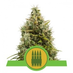 Nasiona marihuany Royal AK Auto od Royal Queen Seeds w seedfarm.pl