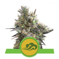 Nasiona marihuany Royal Bluematic Auto od Royal Queen Seeds w seedfarm.pl