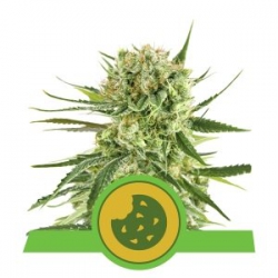 Nasiona marihuany Royal Cookies Auto od Royal Queen Seeds w seedfarm.pl