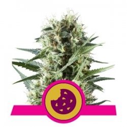 Nasiona marihuany Royal Cookies od Royal Queen Seeds w seedfarm.pl