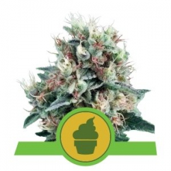 Nasiona marihuany Royal Creamatic od Royal Queen Seeds w seedfarm.pl
