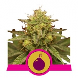 Nasiona marihuany Royal Domina od Royal Queen Seeds w seedfarm.pl