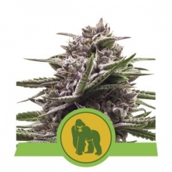 Nasiona marihuany Royal Gorilla Auto od Royal Queen Seeds w seedfarm.pl