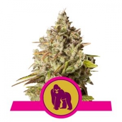 Nasiona marihuany Royal Gorilla od Royal Queen Seeds w seedfarm.pl