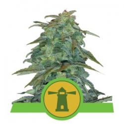 Nasiona marihuany Royal Haze Auto od Royal Queen Seeds w seedfarm.pl