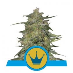 Nasiona marihuany Royal Highness od Royal Queen Seeds w seedfarm.pl