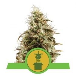 Nasiona marihuany Royal Jack Auto od Royal Queen Seeds w seedfarm.pl