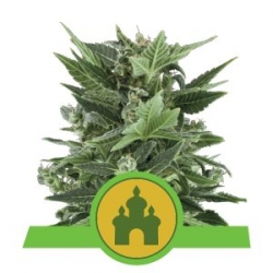 Nasiona marihuany Royal Kush Auto od Royal Queen Seeds w seedfarm.pl