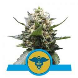 Nasiona marihuany Royal Medic od Royal Queen Seeds w seedfarm.pl