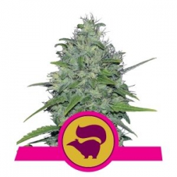 Nasiona marihuany Skunk XL od Royal Queen Seeds w seedfarm.pl