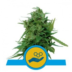 Nasiona marihuany Solomatic CBD Auto od Royal Queen Seeds w seedfarm.pl