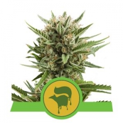 Nasiona marihuany Sweet Skunk Auto od Royal Queen Seeds w seedfarm.pl