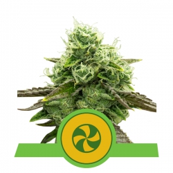Nasiona marihuany Sweet ZZ Auto od Royal Queen Seeds w seedfarm.pl