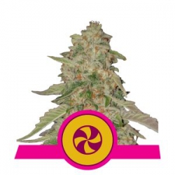 Nasiona marihuany Sweet Zkittlez od Royal Queen Seeds w seedfarm.pl