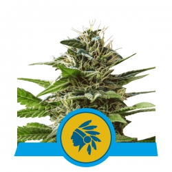 Nasiona marihuany Tatanka Pure CBD od Royal Queen Seeds w seedfarm.pl