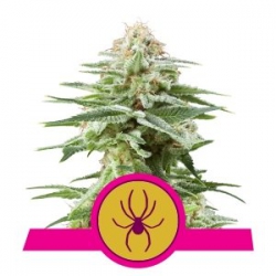 Nasiona marihuany White Widow od Royal Queen Seeds w seedfarm.pl