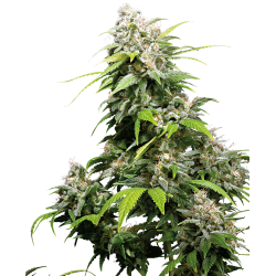 Nasiona marihuany Big Bud od Sensi Seeds w seedfarm.pl