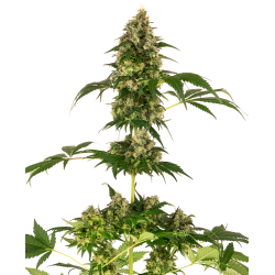 Nasiona marihuany Big Bud od Sensi Seeds w seedfarm.pl