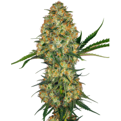 Nasiona marihuany Skunk Kush od Sensi Seeds w seedfarm.pl