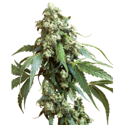 Nasiona marihuany Jack Flash 5 od Sensi Seeds w seedfarm.pl
