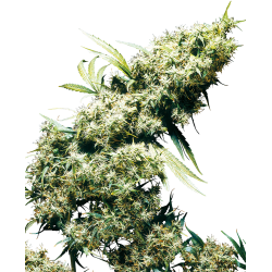 Nasiona marihuany Northern Lights od Sensi Seeds w seedfarm.pl