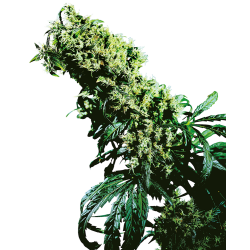 Nasiona marihuany Northern Lights5 x Haze od Sensi Seeds w seedfarm.pl