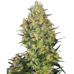 Nasiona marihuany Shiva Skunk od Sensi Seeds w seedfarm.pl