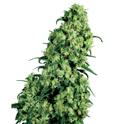 Nasiona marihuany Skunk1 od Sensi Seeds w seedfarm.pl