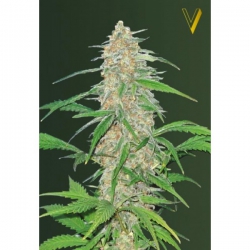 Nasiona marihuany AK-77V od Victory Seeds  w seedfarm.pl