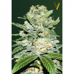 Nasiona marihuany Auto Jack Hammer od Victory Seeds w seedfarm.pl