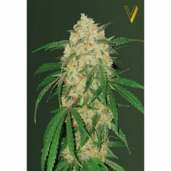 Nasiona marihuany Bubblegum+ Pro od Victory Seeds w seedfarm.pl
