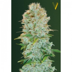 Nasiona marihuany Critical od Victory Seeds w seedfarm.pl