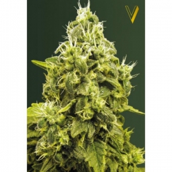 Nasiona marihuany Jack Hammer od Victory Seeds w seedfarm.pl