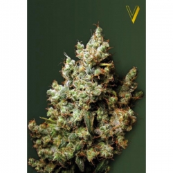 Nasiona marihuany Northern Light od Victory Seeds w seedfarm.pl