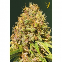 Nasiona marihuany Super Mazar od Victory Seeds z seedfarm.pl